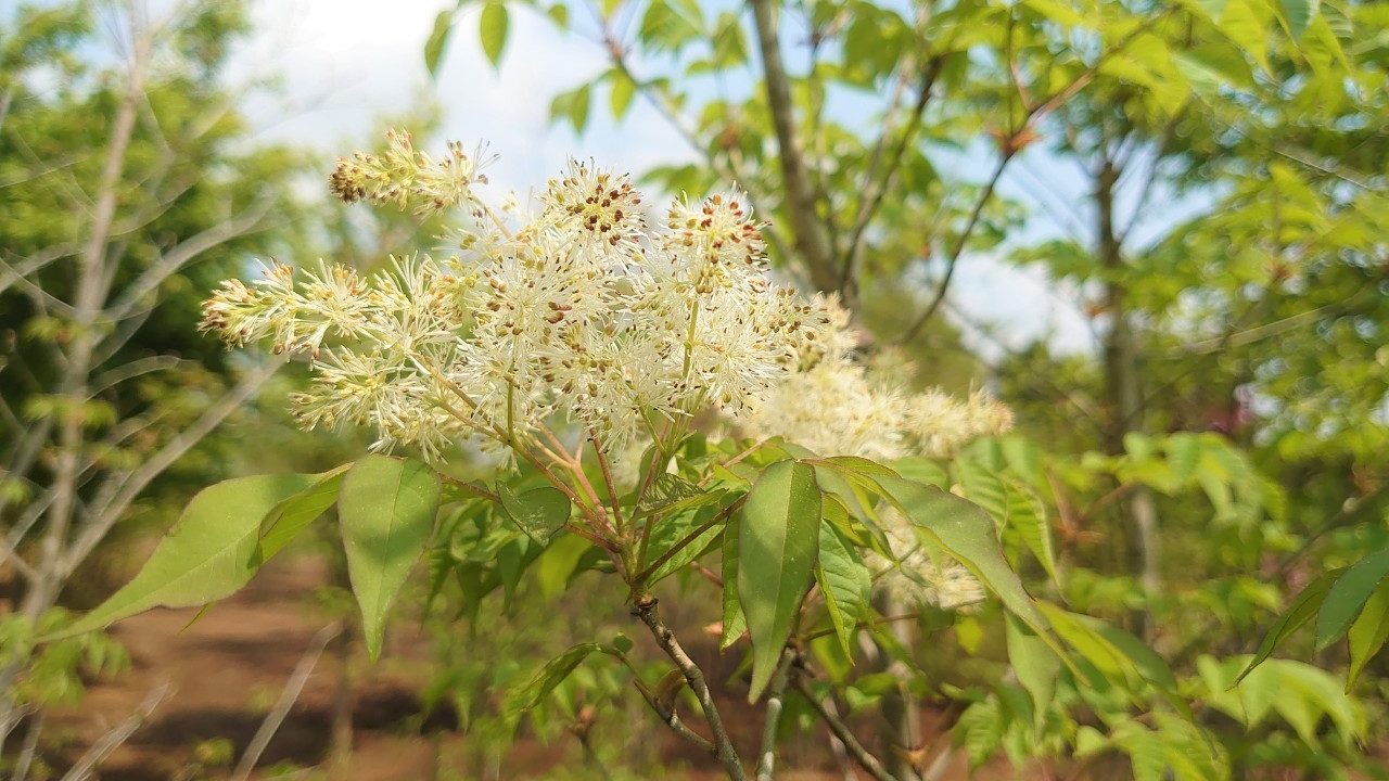 写真で見る人気の庭木 アオダモ Yuya 植物系