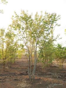 写真で見る人気の庭木 ジューンベリー Yuya 植物系