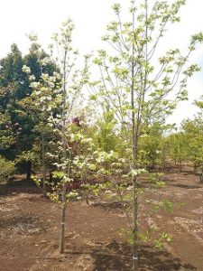 写真で見る 植物の現在 ハナミズキ Yuya 植物系