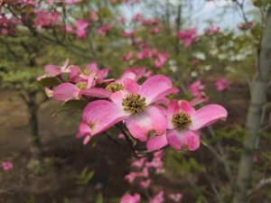 写真で見る 植物の現在 ハナミズキ Yuya 植物系